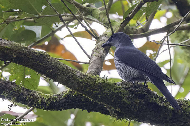 Andaman Cuckooshrike female adult