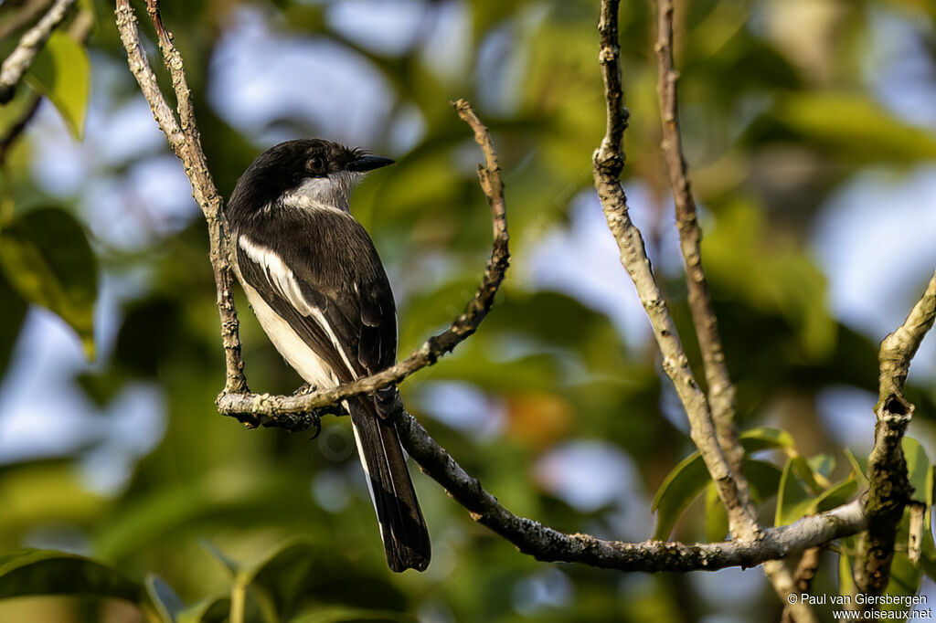 Échenilleur gobemouche (Hémipe gobemouche)adulte