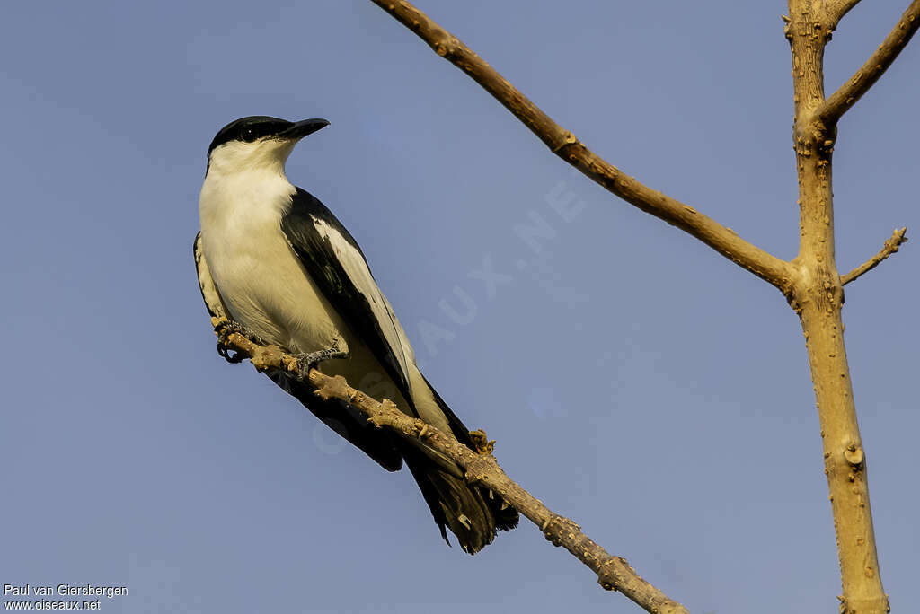 Échenilleur noir et blancadulte, identification