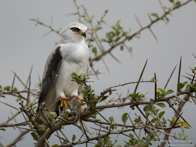 Black-winged Kiteadult