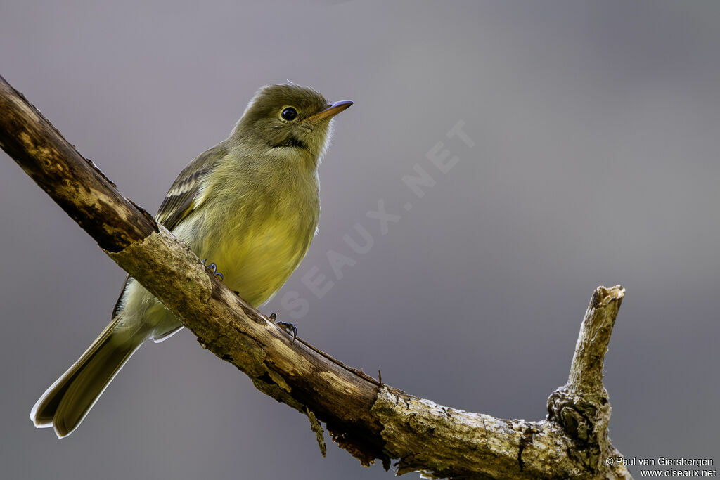 Élénie à ventre jauneadulte