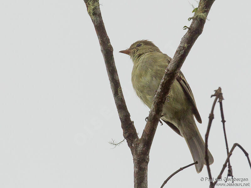 Mountain Elaenia