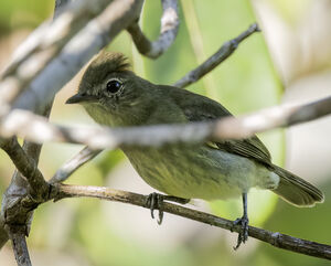 Élénie tête-de-feu