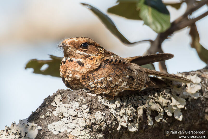 Fiery-necked Nightjar