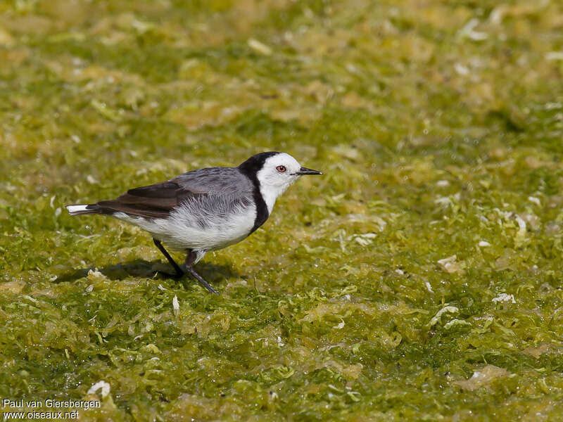 Epthianure à front blanc mâle adulte, habitat, Comportement