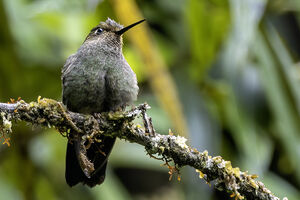 Érione à pattes rousses