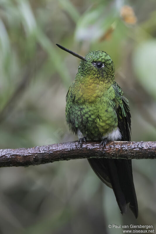 Golden-breasted Pufflegadult