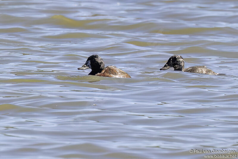 Maccoa Duckadult