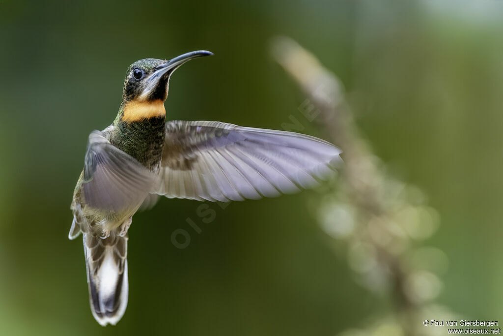 Pale-tailed Barbthroatadult