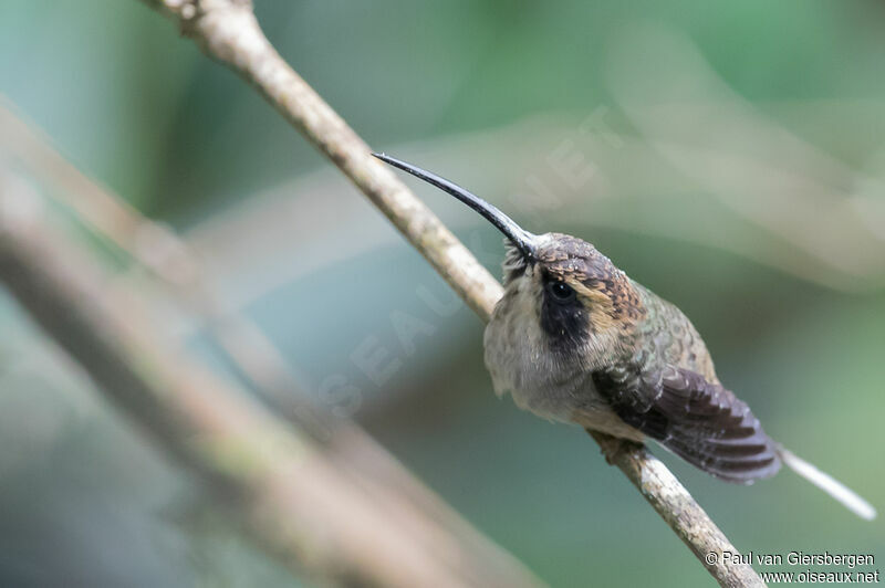 Scale-throated Hermit