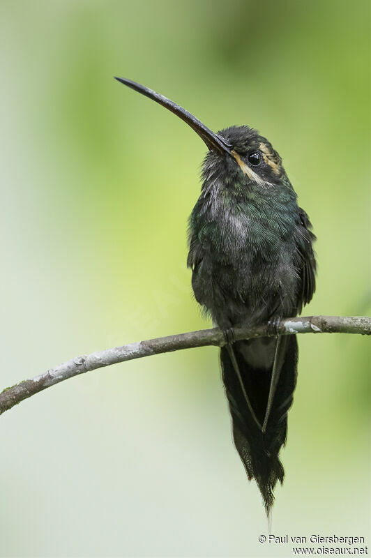 White-whiskered Hermitadult