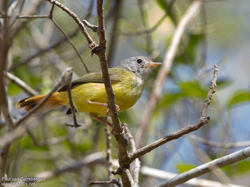 Érythrocerque de Livingstoneadulte, identification