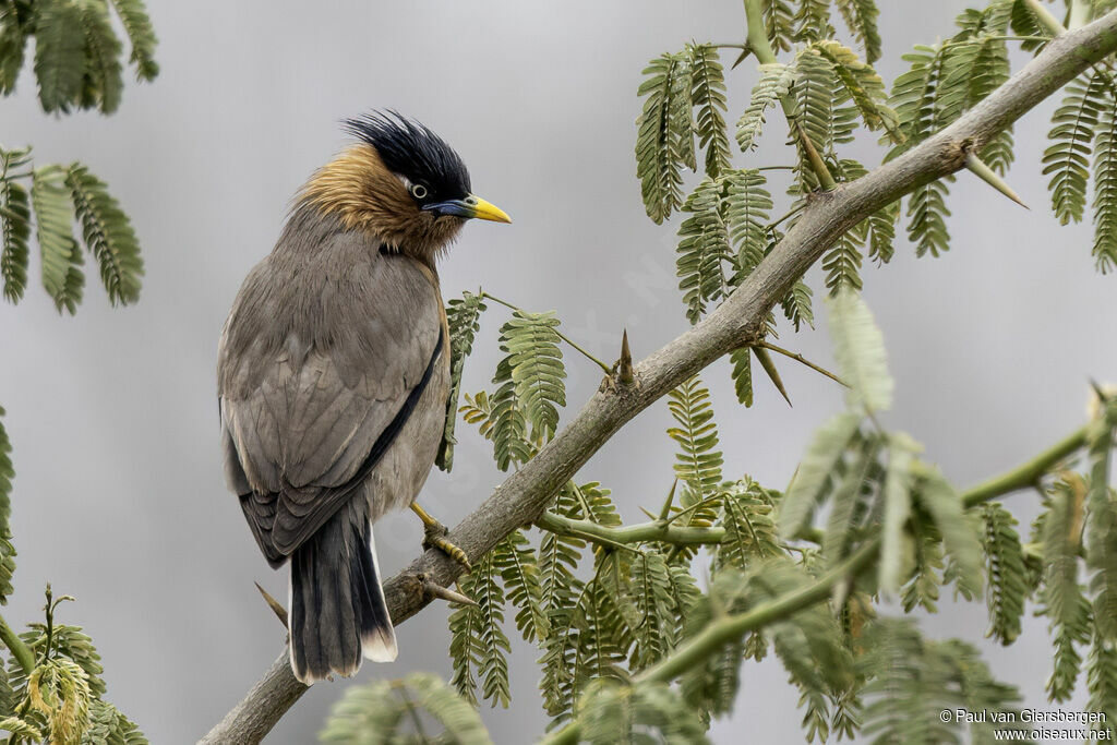 Étourneau des pagodesadulte