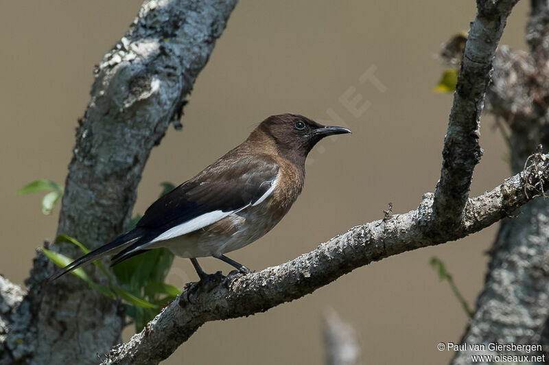 Madagascar Starling male adult