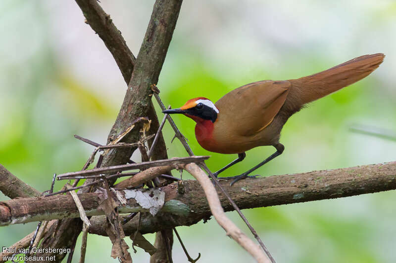 Rail-babbleradult, identification