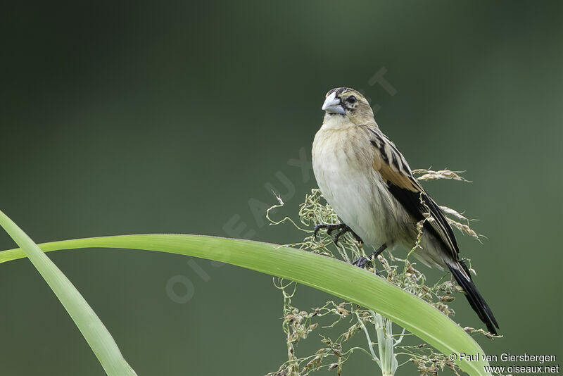 Fan-tailed Widowbirdadult post breeding