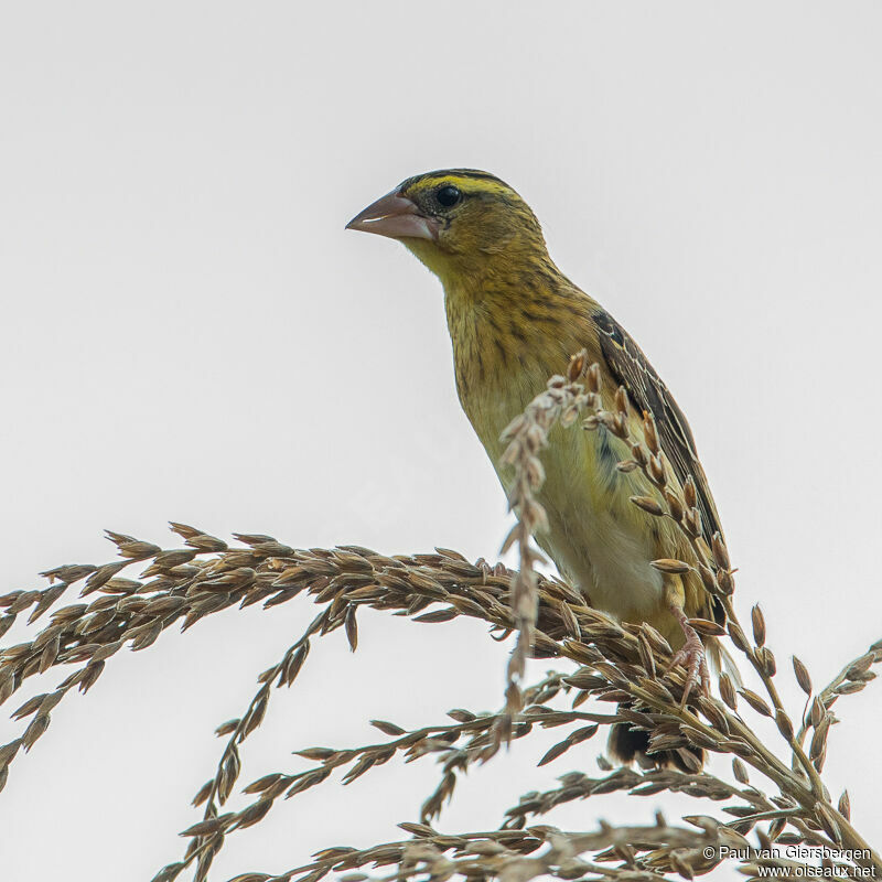 Golden-backed Bishop