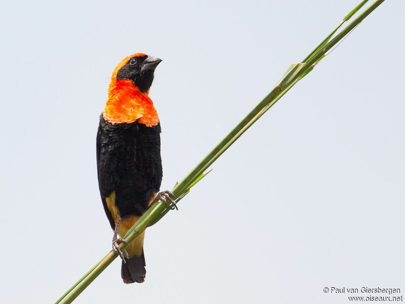 Black-winged Red Bishop