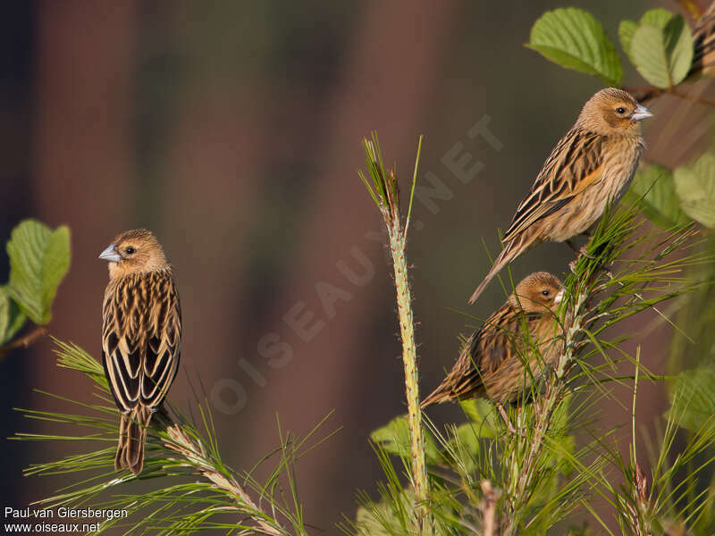 Euplecte montagnardadulte internuptial, identification