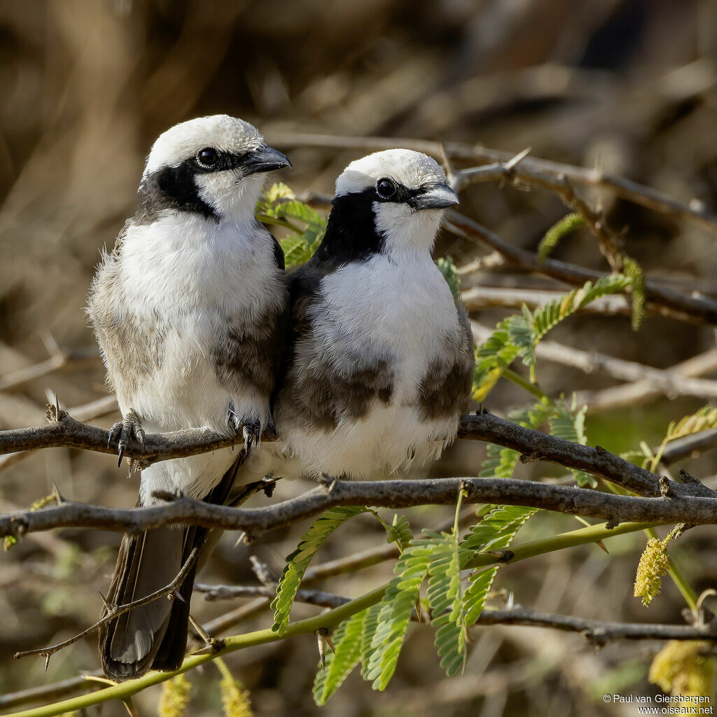 Eurocéphale de Rüppelladulte
