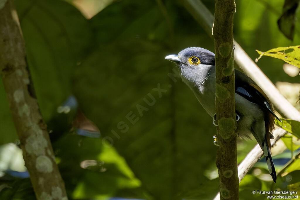 Grey-lored Broadbilladult