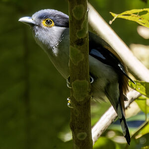 Eurylaime à sourcils gris