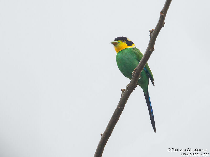 Long-tailed Broadbill