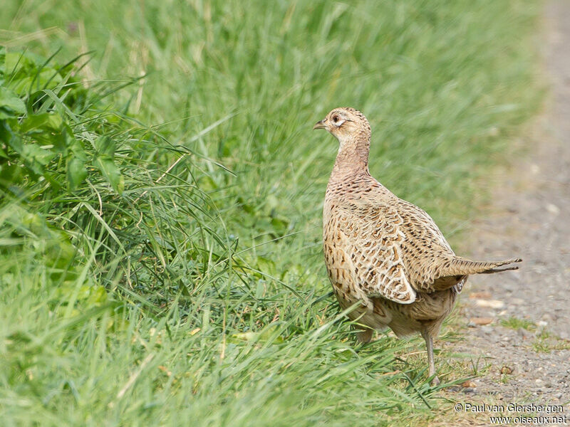 Common Pheasant