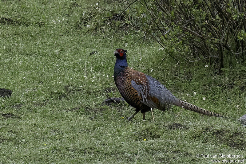 Common Pheasant male adult