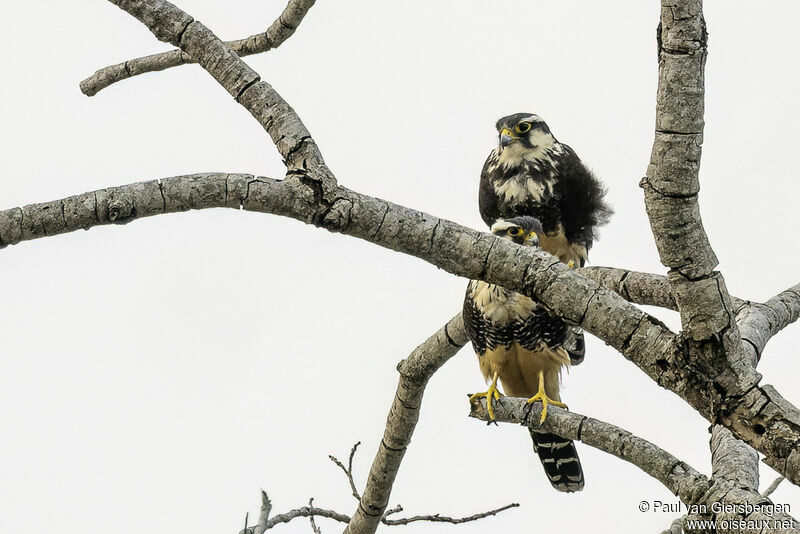 Aplomado Falconadult