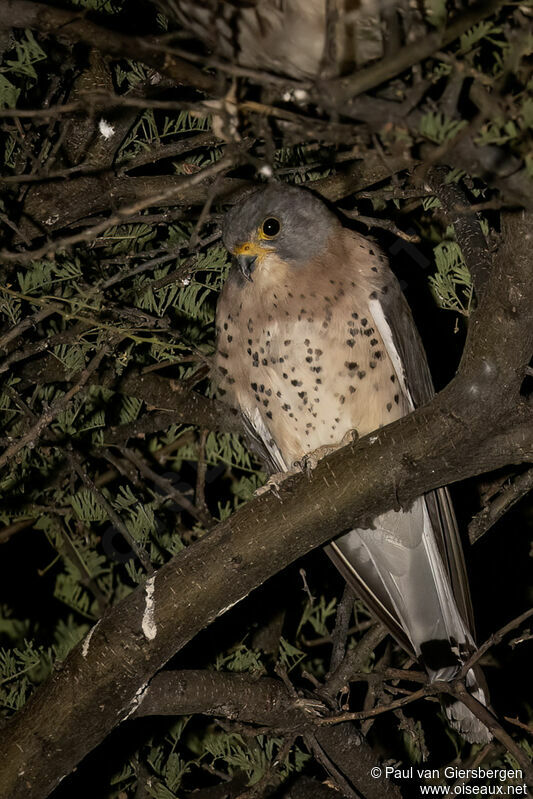 Lesser Kestrel male adult