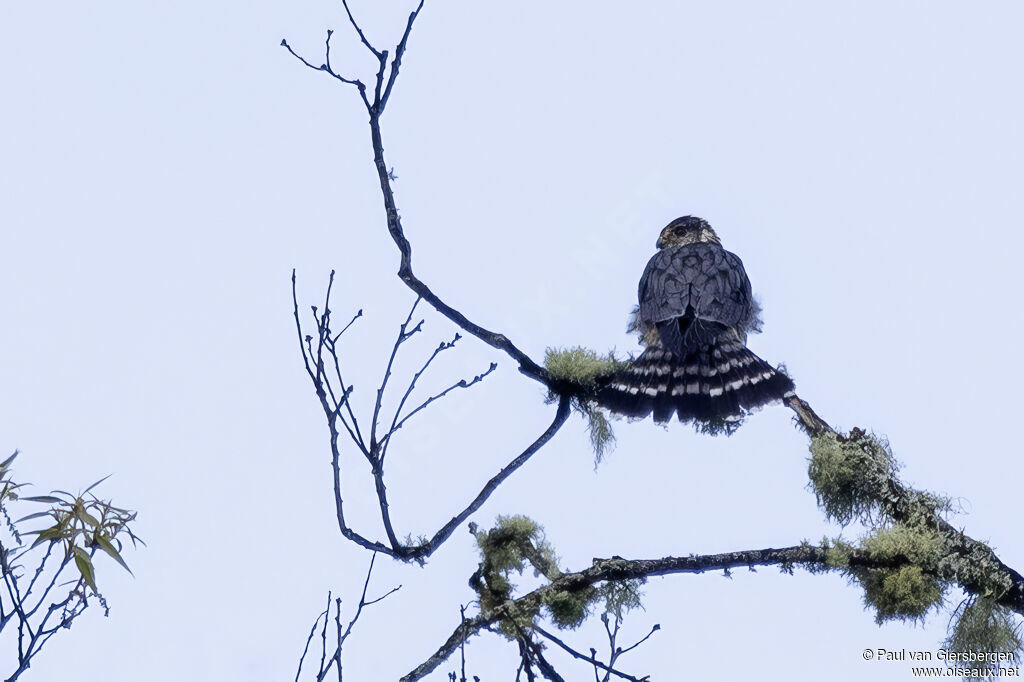 Faucon émerillonadulte