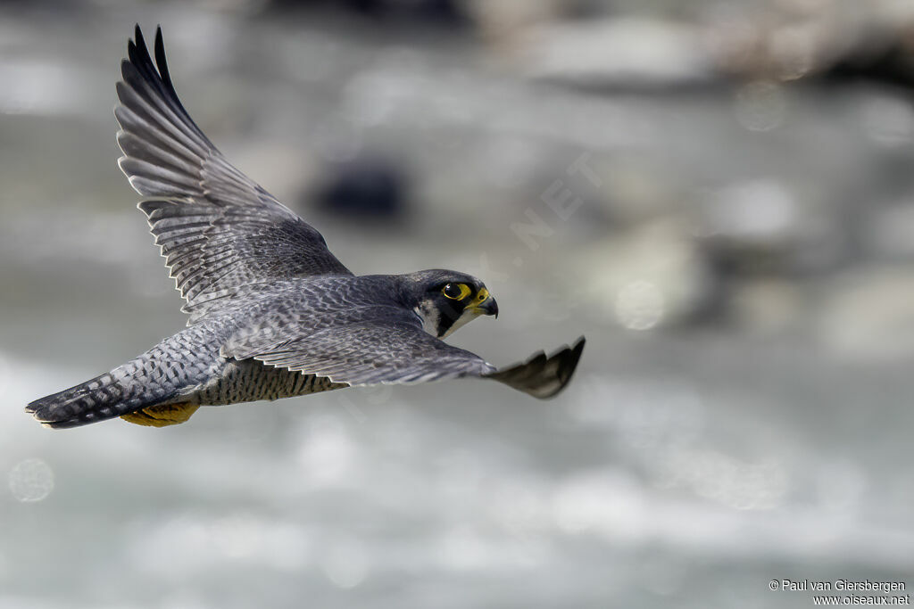 Faucon pèlerinadulte