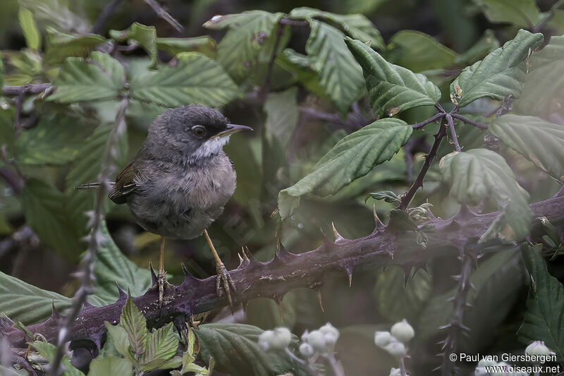 Spectacled Warbleradult