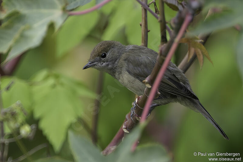 Eurasian Blackcapjuvenile