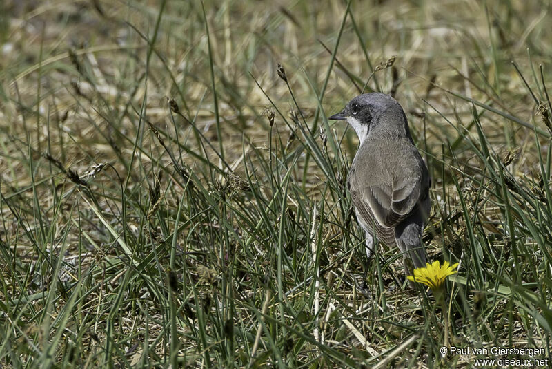 Fauvette babillardeadulte