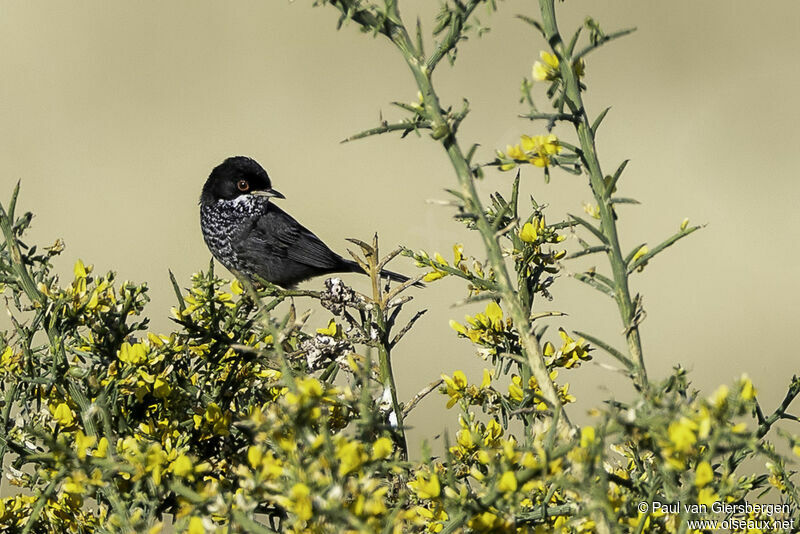 Cyprus Warbler male adult