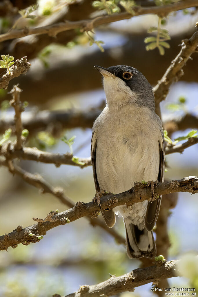 Fauvette de Ménétries