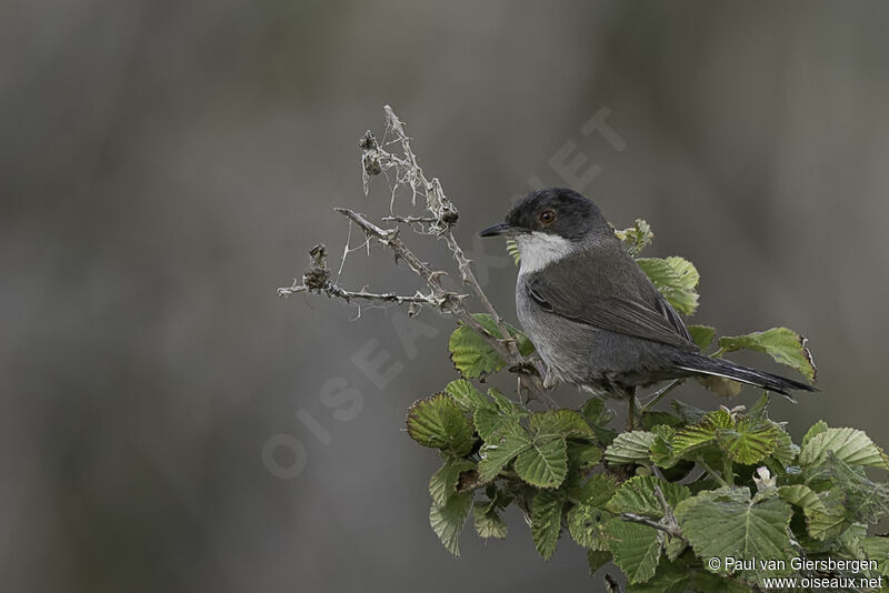 Sardinian Warbler female adult