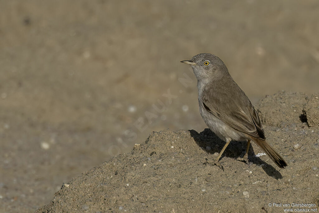 Fauvette naineadulte