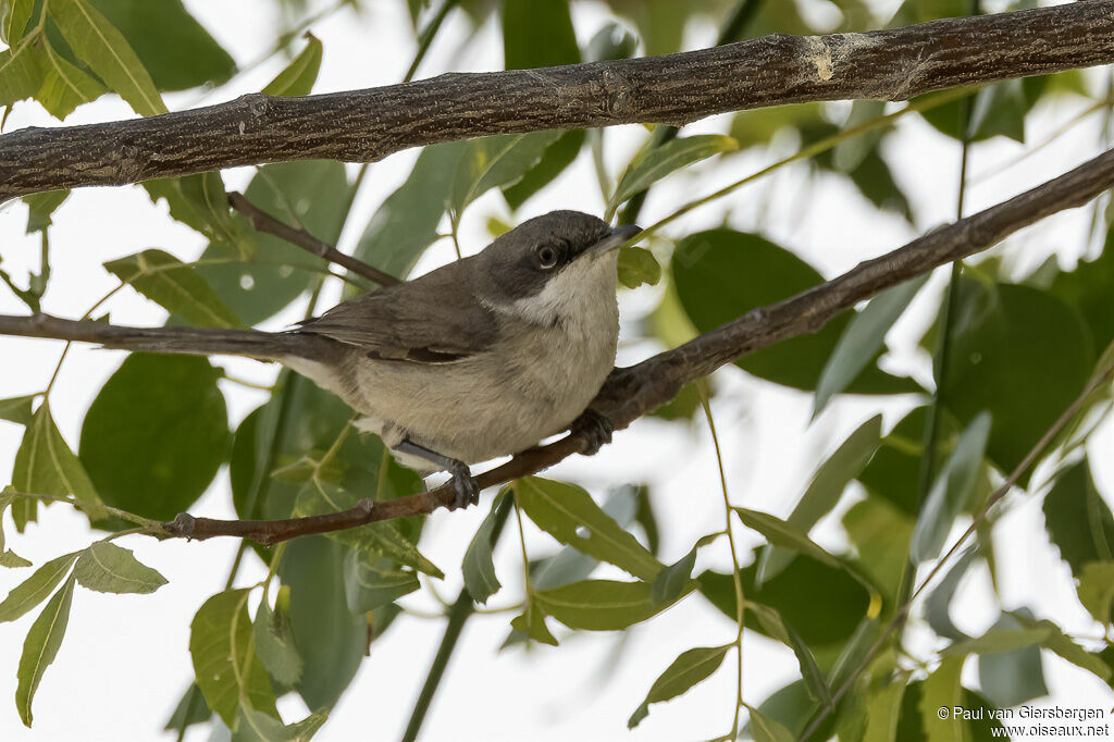 Fauvette orphéaneadulte