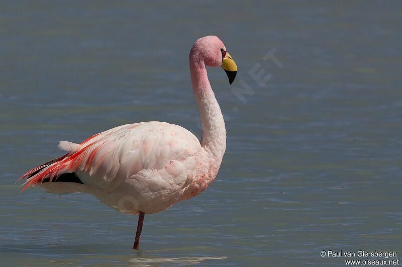 Flamant de Jamesadulte