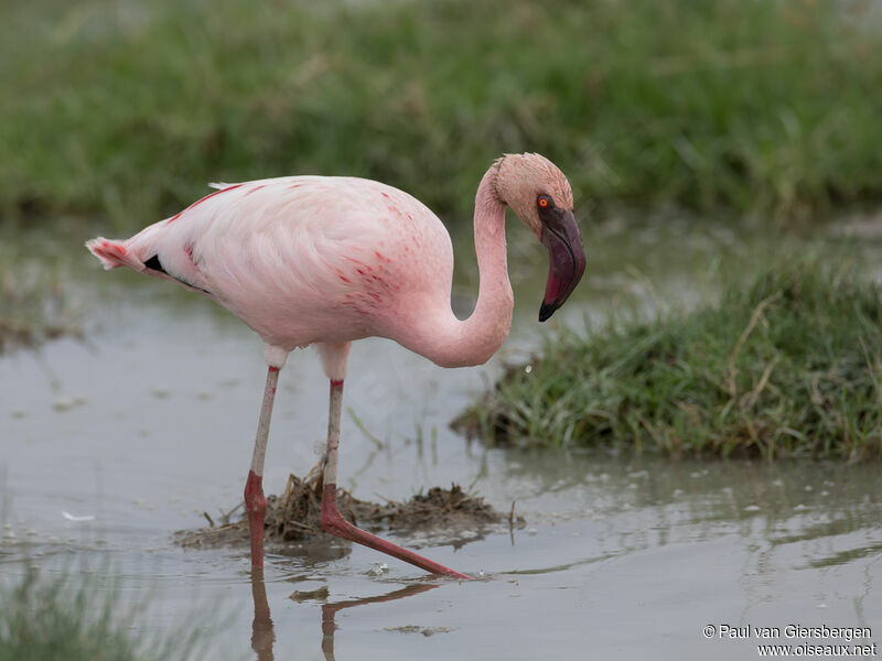 Flamant nainadulte