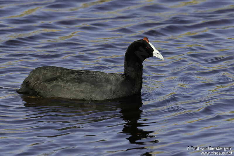 Red-knobbed Cootadult