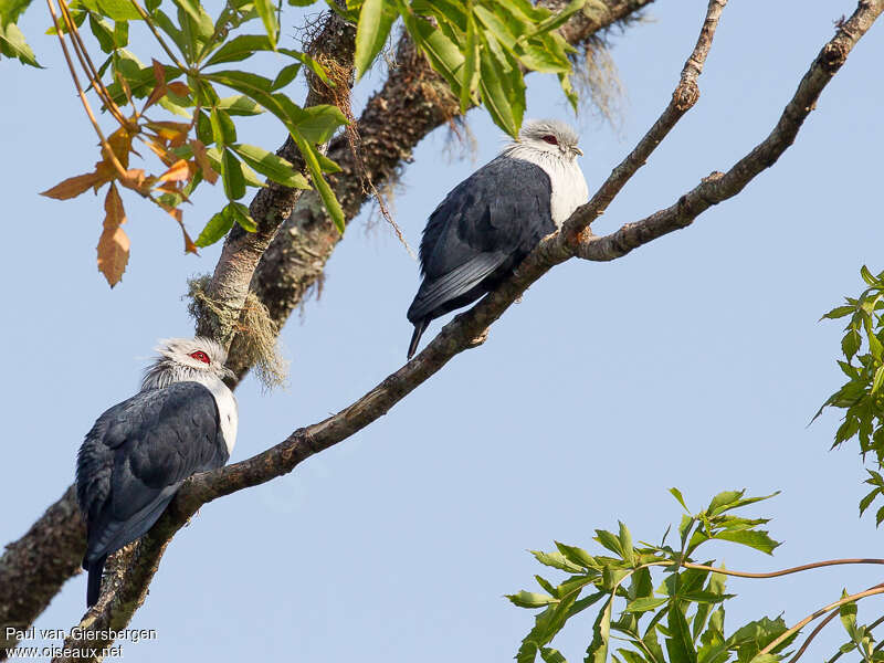 Comoro Blue Pigeonadult, Behaviour