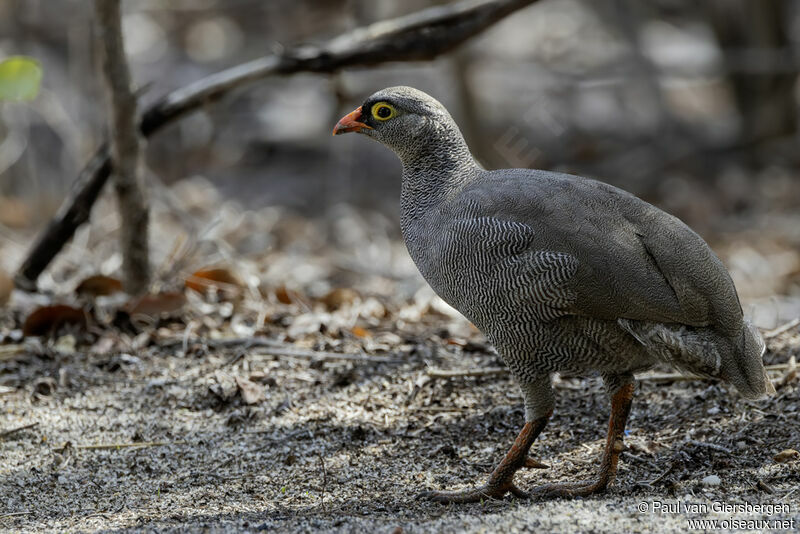 Francolin à bec rougeadulte