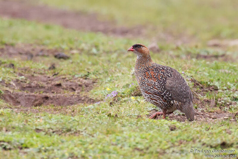 Chestnut-naped Spurfowl