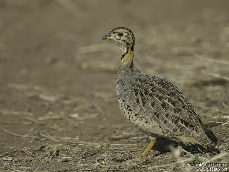 Coqui Francolin female adult