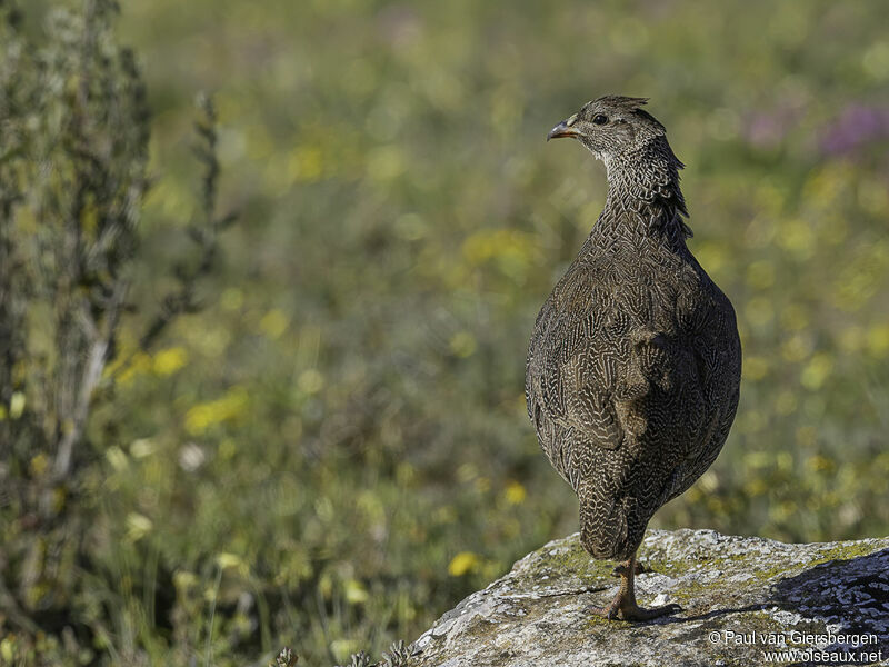 Francolin criardadulte