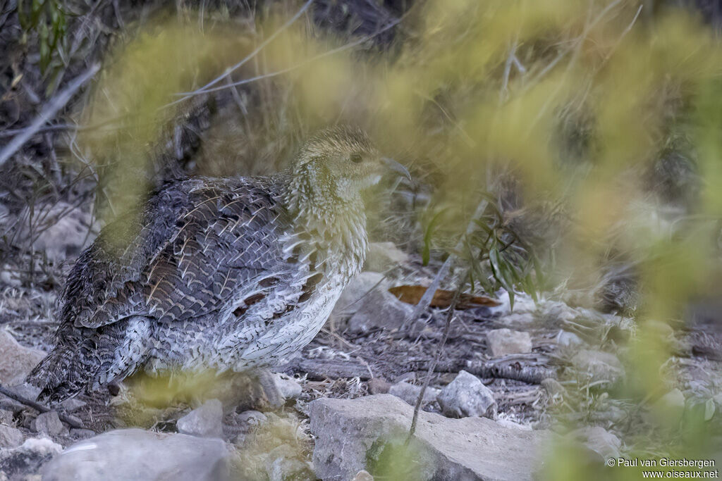 Francolin d'Archeradulte